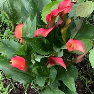 Meet your Posher, Marilyn